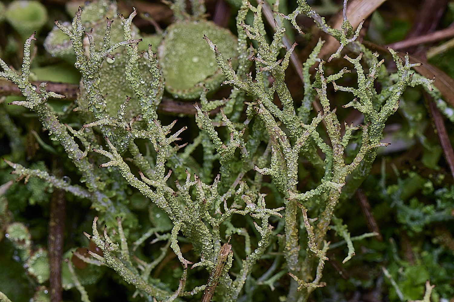 HorseyCladonia2240126-1