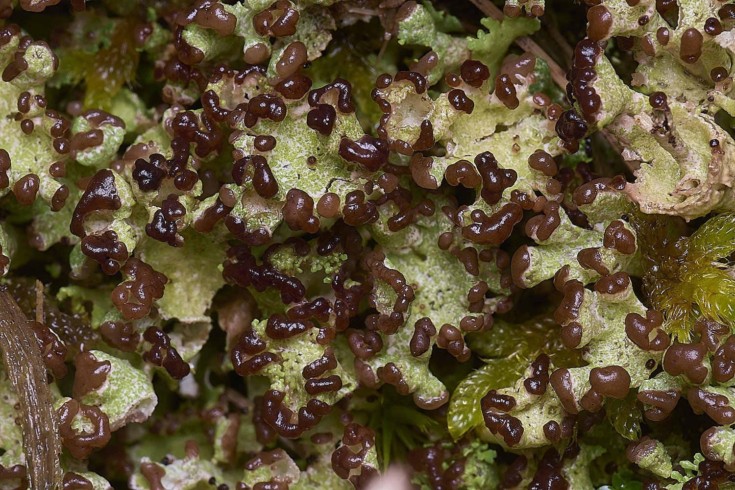 HorseyCladonia3240126-3