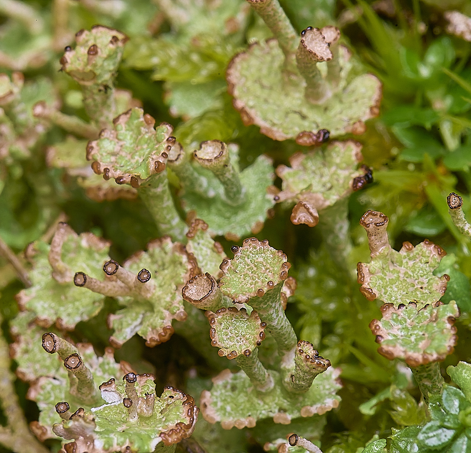 HorseyCladoniacervicornis120226-1