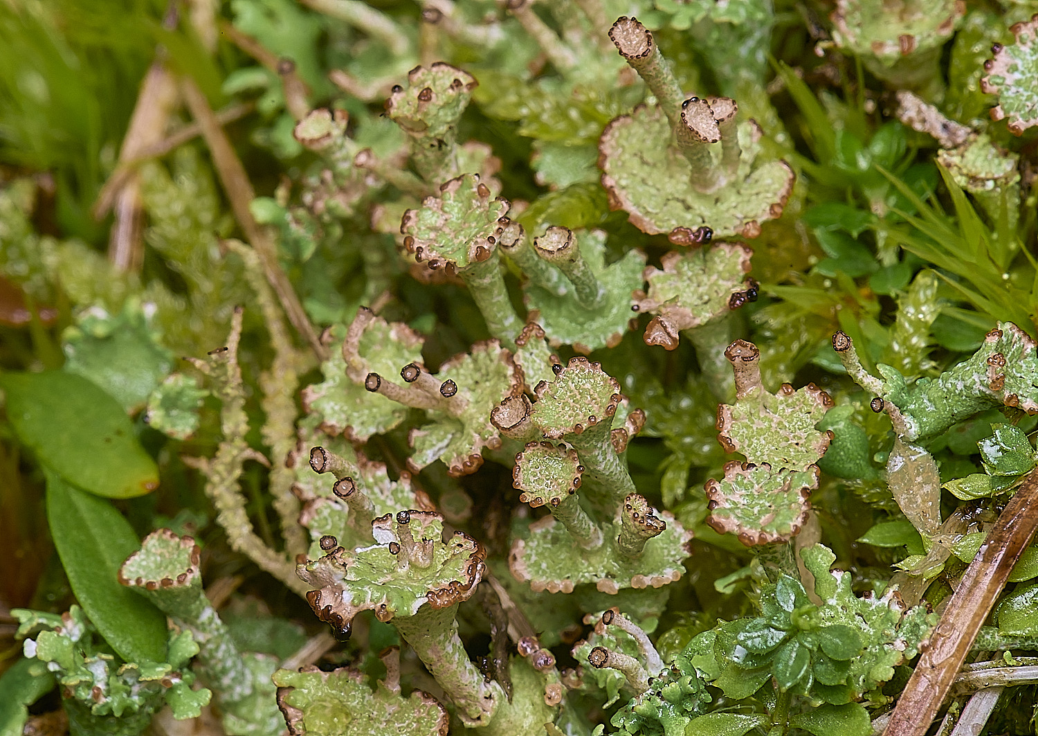 HorseyCladoniacervicornis120226-2