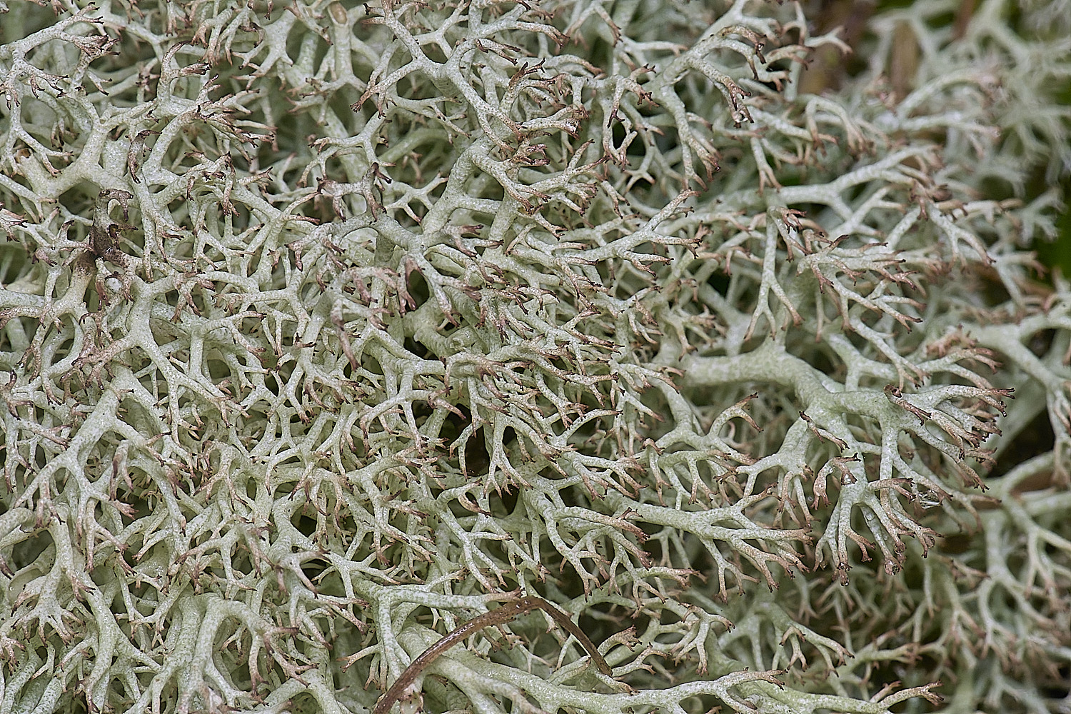 HorseyCladoniaciliatavtenuis120226-2