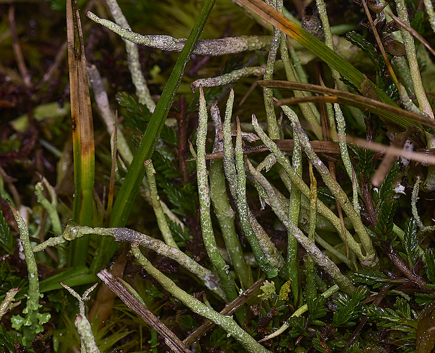 HorseyCladoniacornuta120226-2