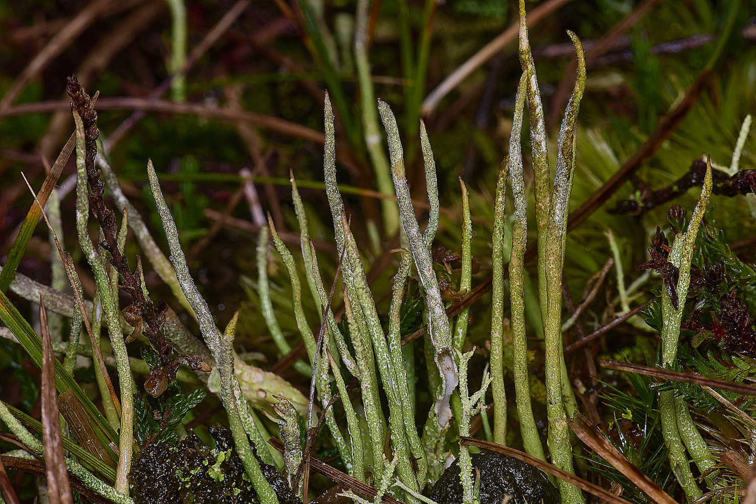 HorseyCladoniacornuta120226-3