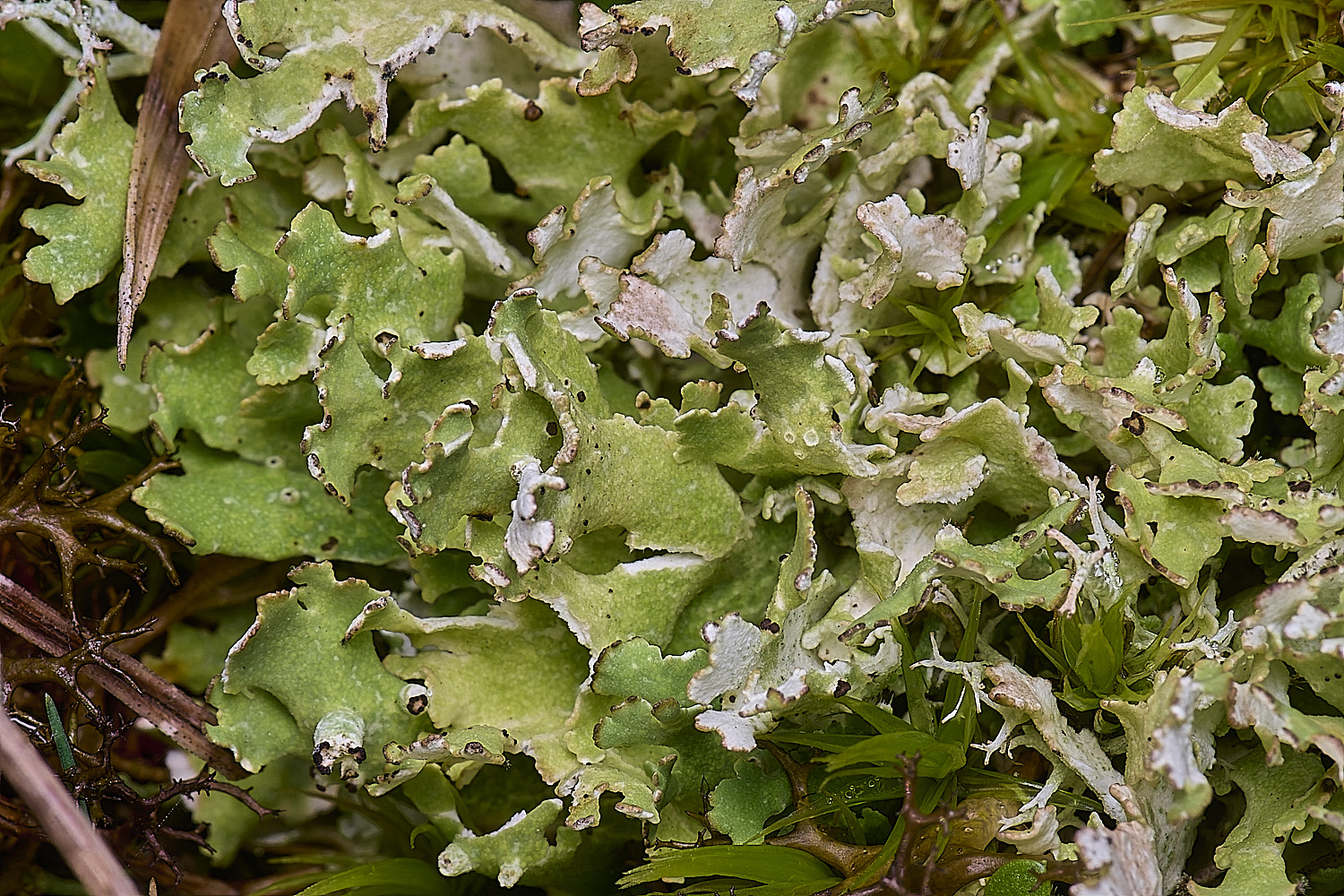 HorseyCladoniafoliacea240126-1