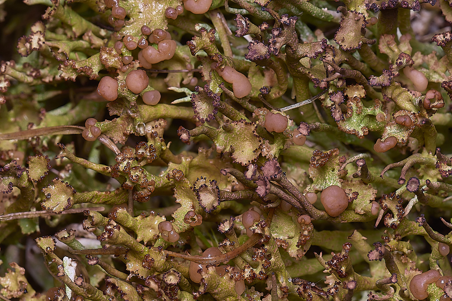 HorseyCladoniagracilis240126-2