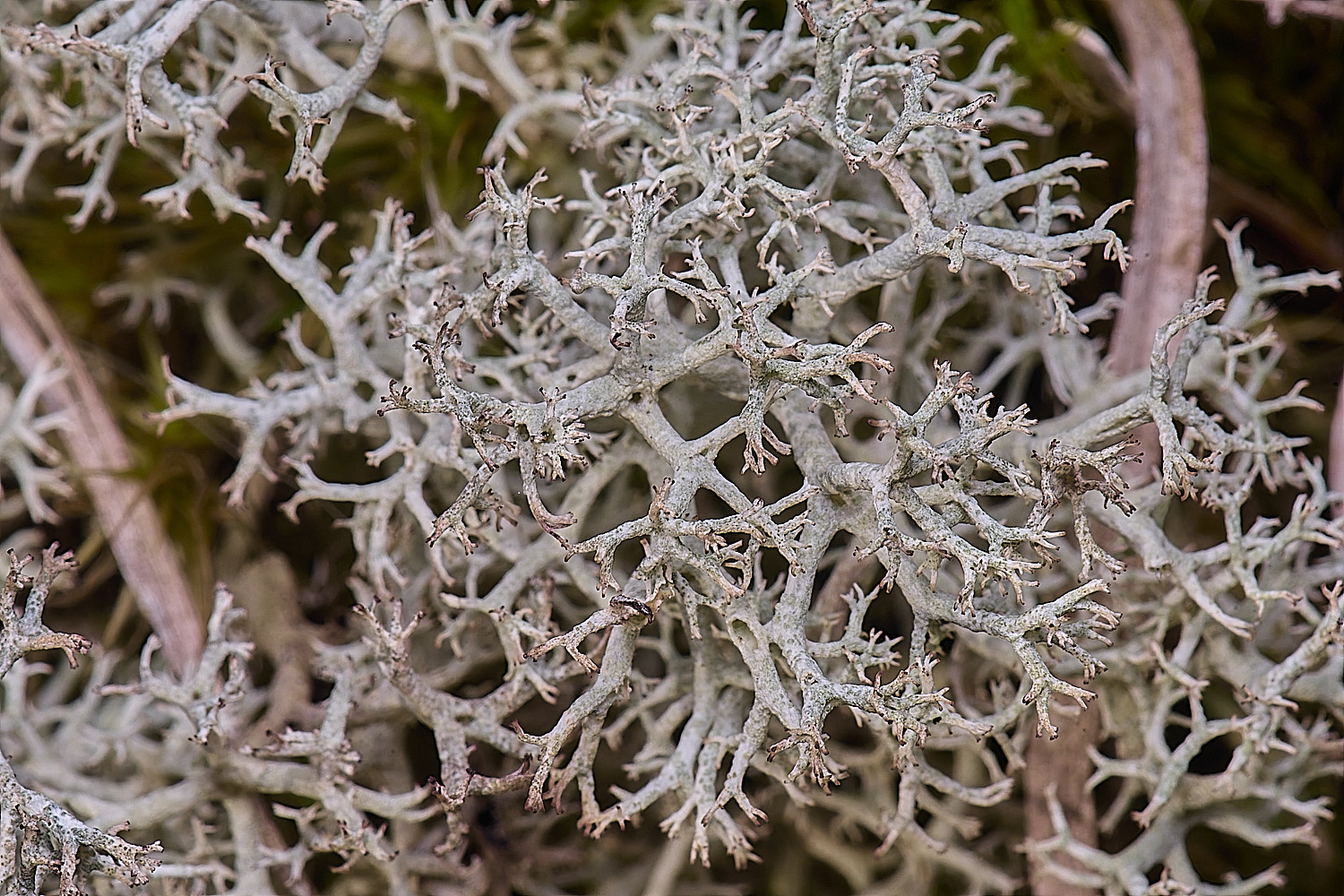 HorseyCladoniaportentosa240126-1