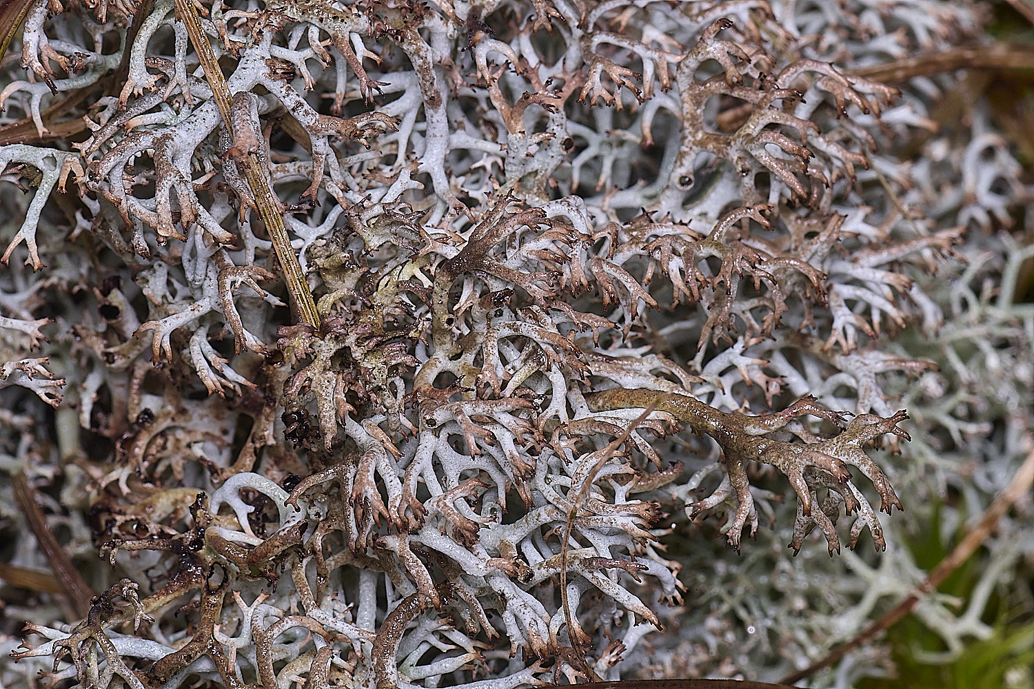 HorseyCladoniarangiferina120226-0