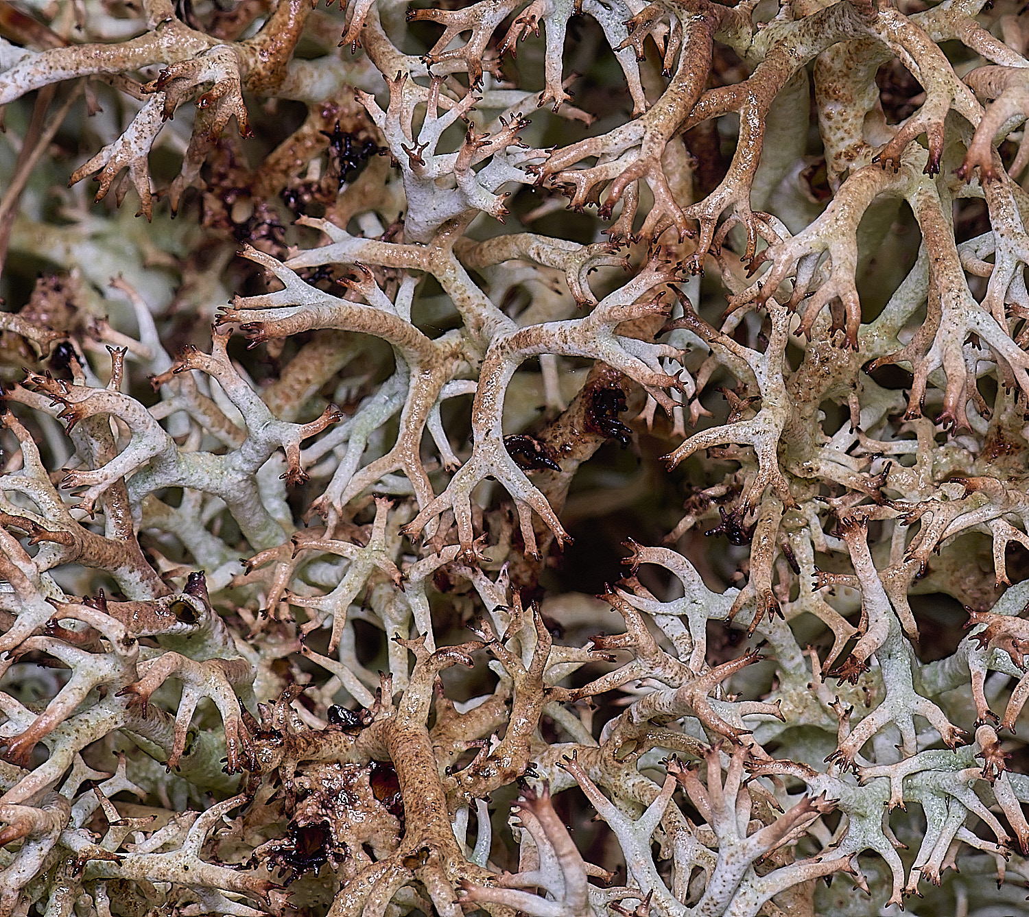 HorseyCladoniarangiferina120226-3