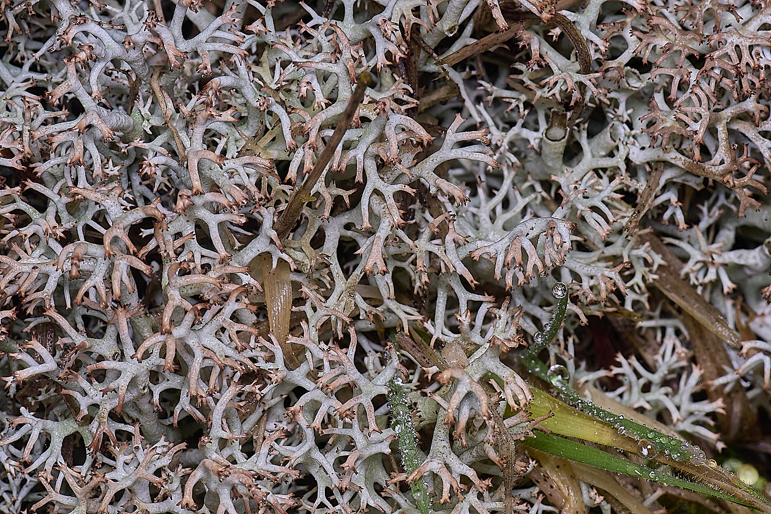 HorseyCladoniarangiferina120226-6