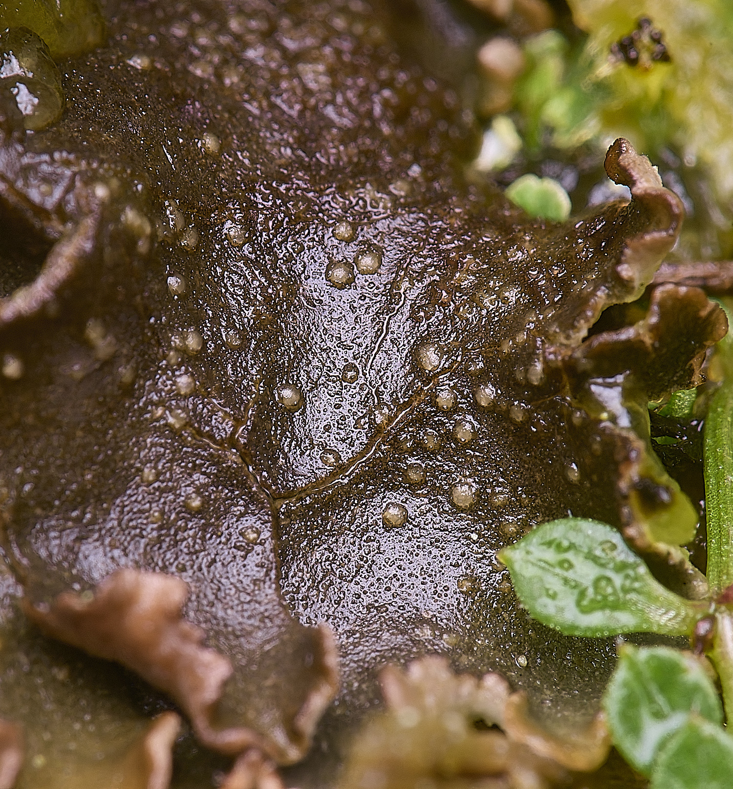 HorseyCorticifragafuckellii120226-1