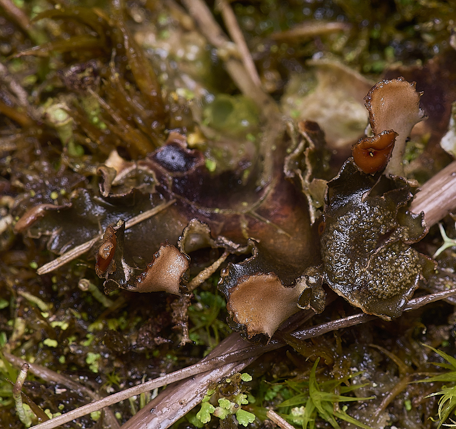 HorseyCorticifragafuckellii120226-2