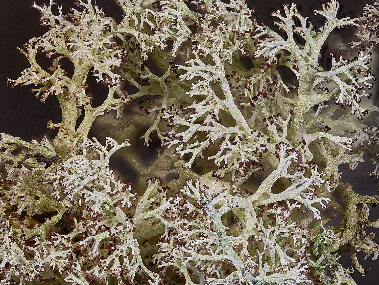 HorseyCrangerifina240126-1 1