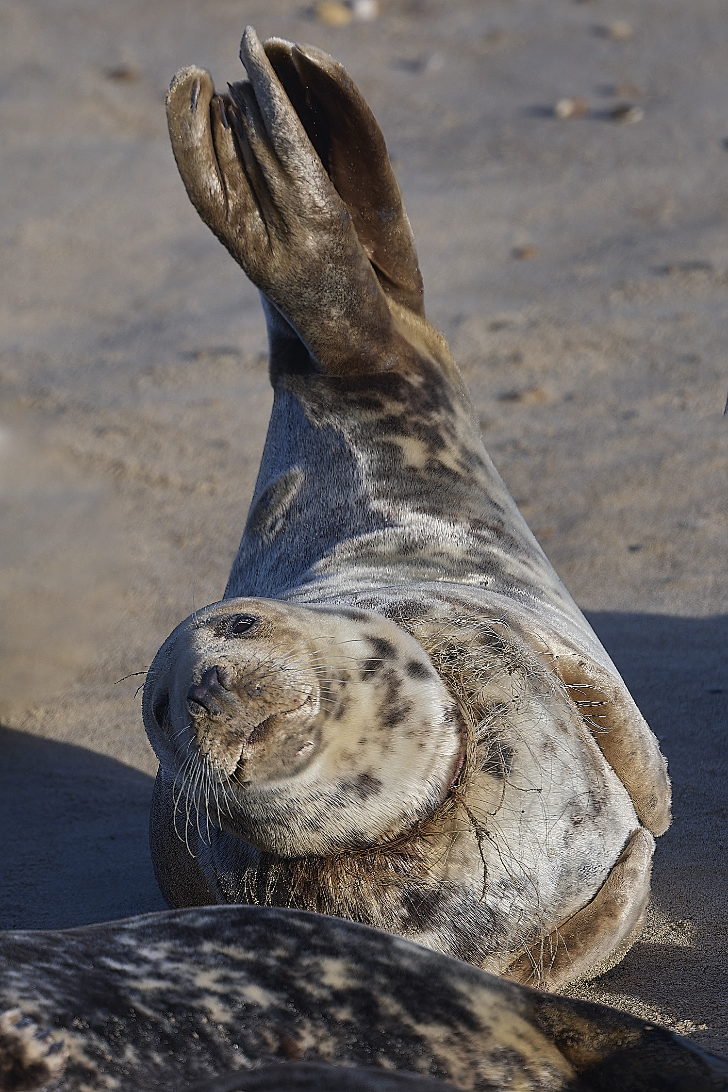 HorseyGreySeal240126-13