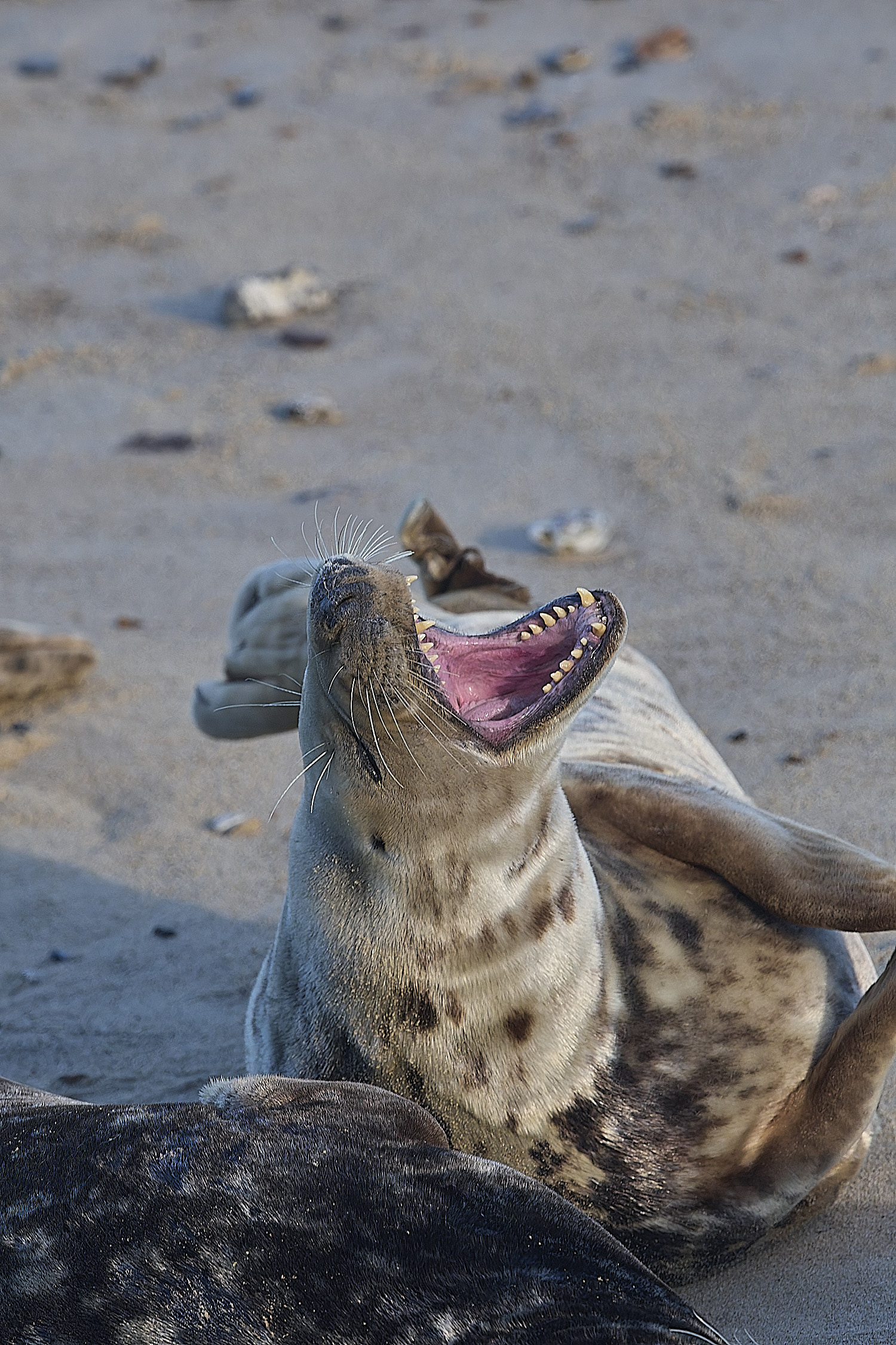 HorseyGreySeal240126-18