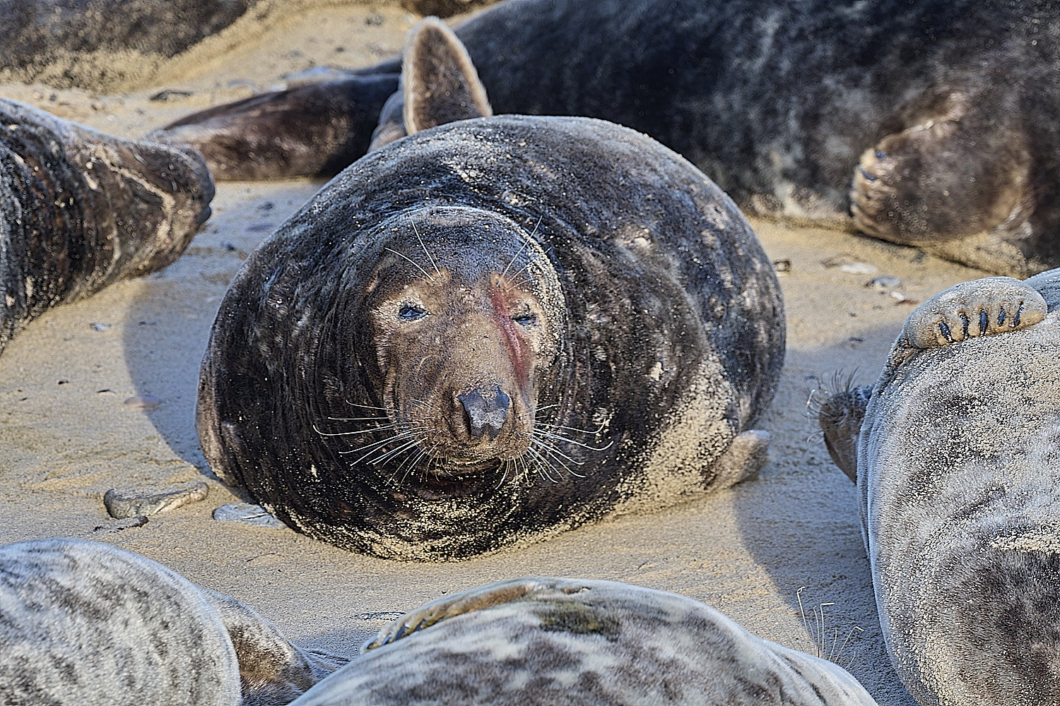 HorseyGreySeal240126-19
