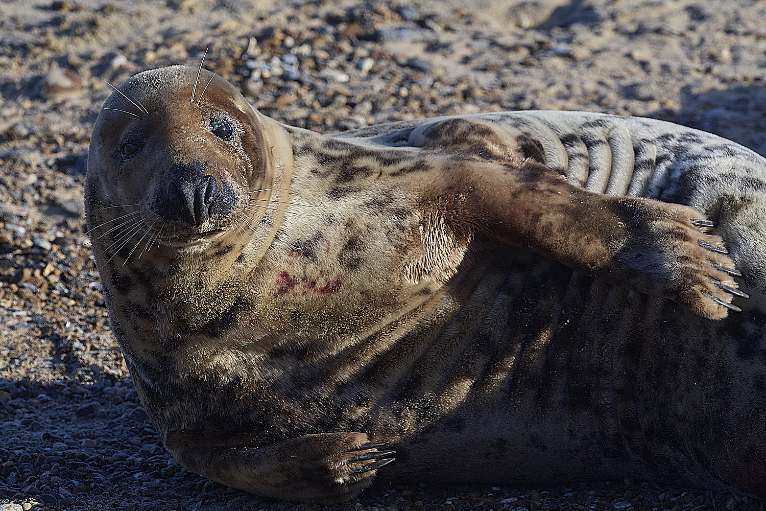 HorseyGreySeal240126-3