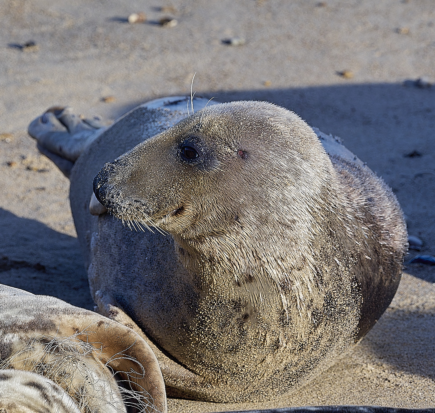 HorseyGreySeal240126-4