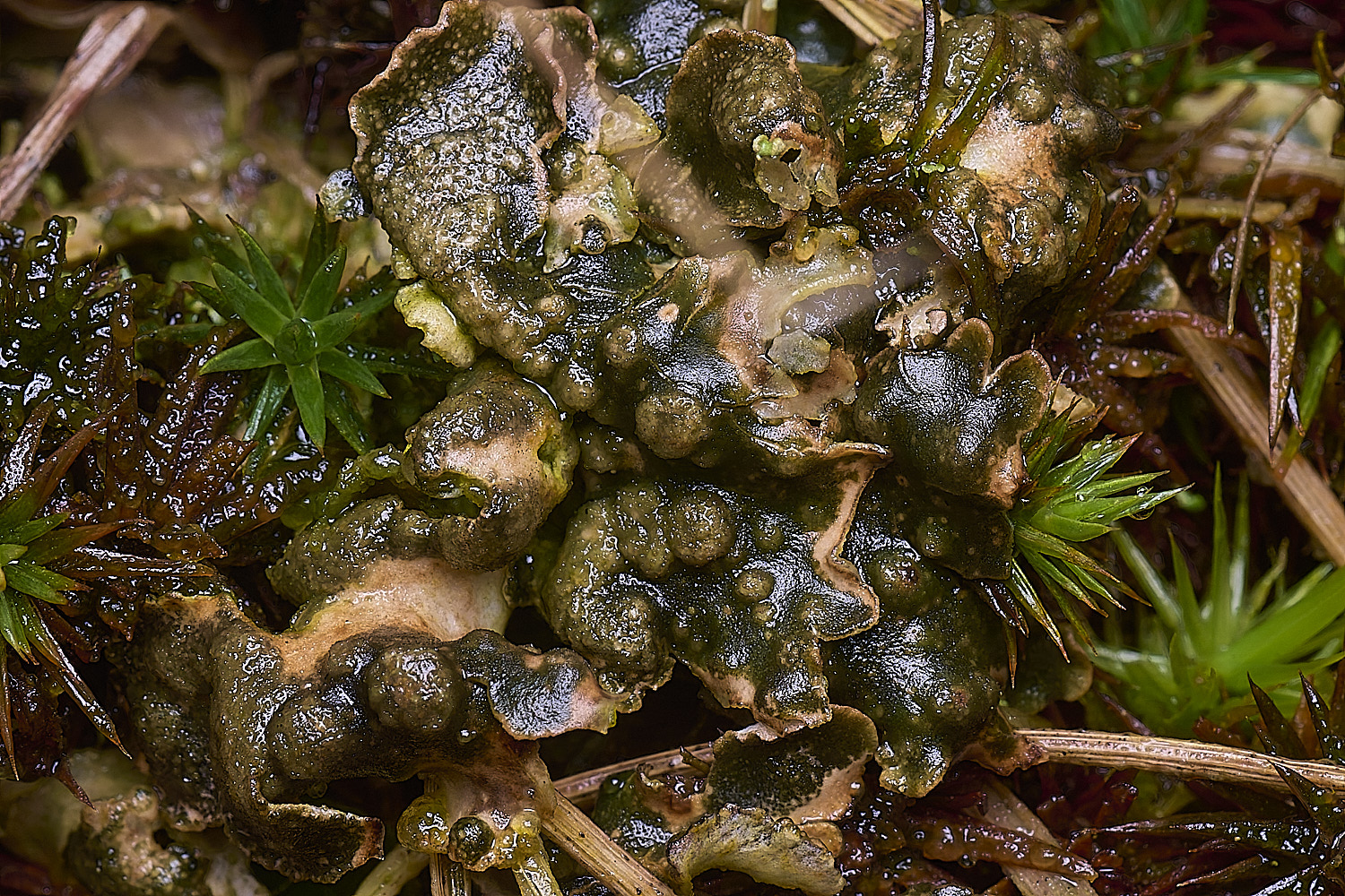 HorseyHawksworthanapeltigericola12026-1