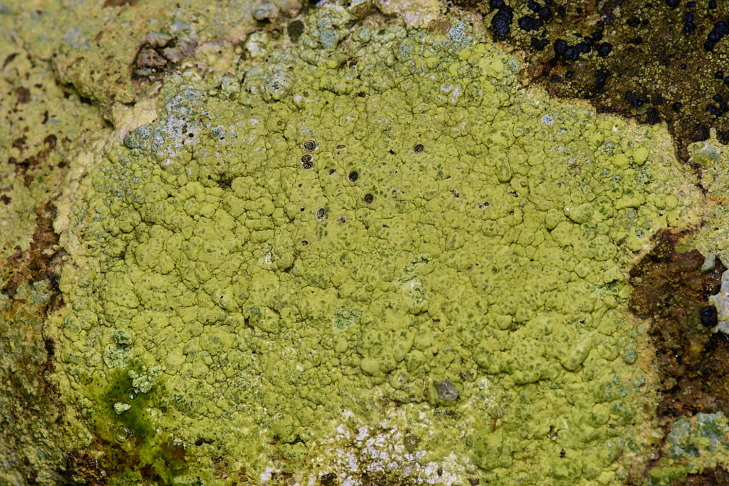 Houghton?????080226-1