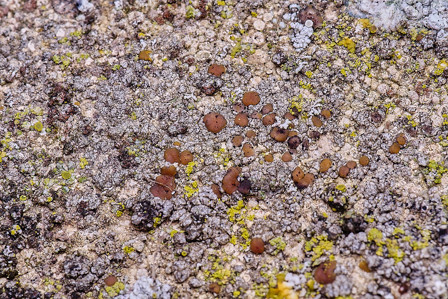 Houghton????080226-1