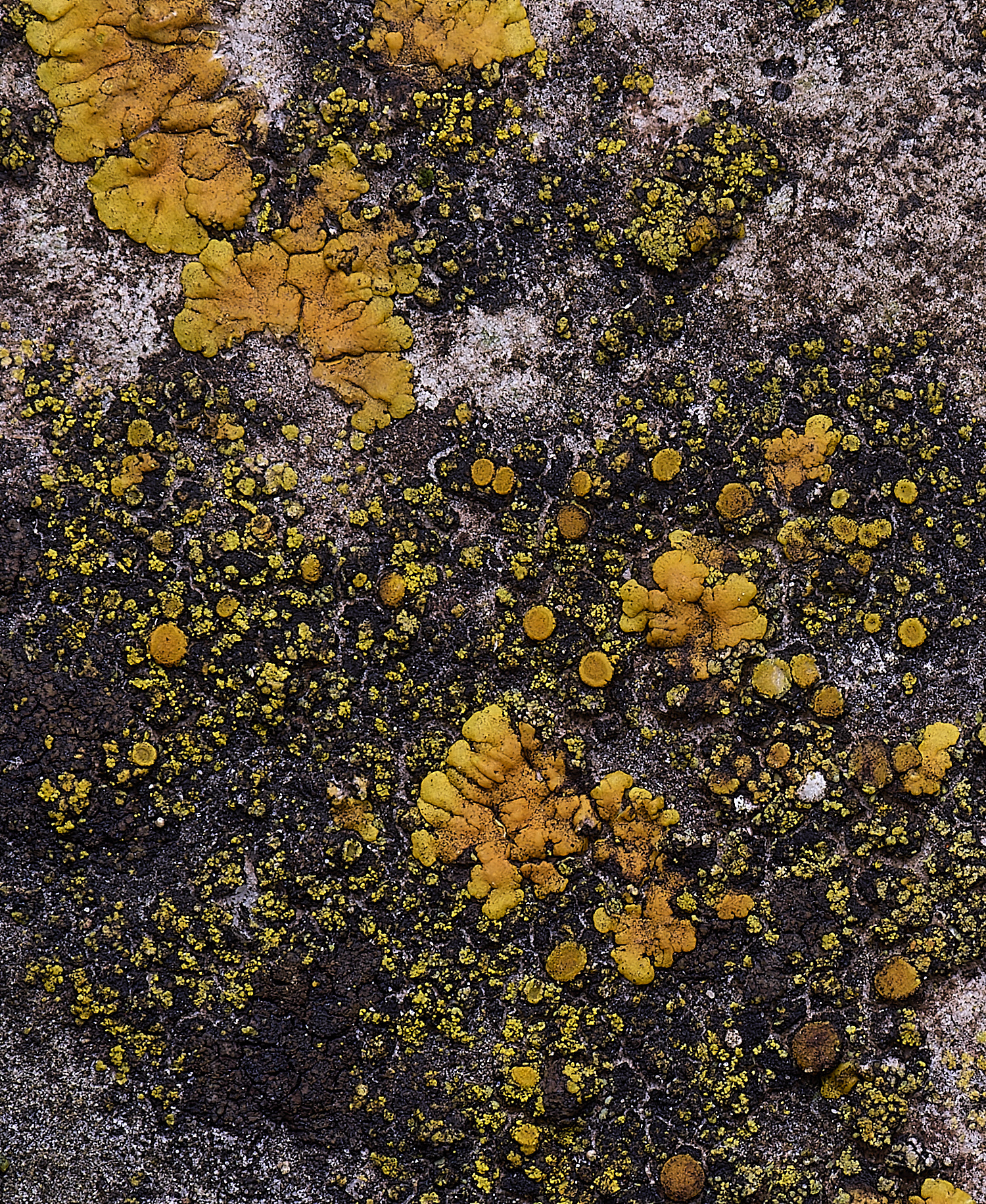 HoughtonCaloplacadichroa080226-1 1