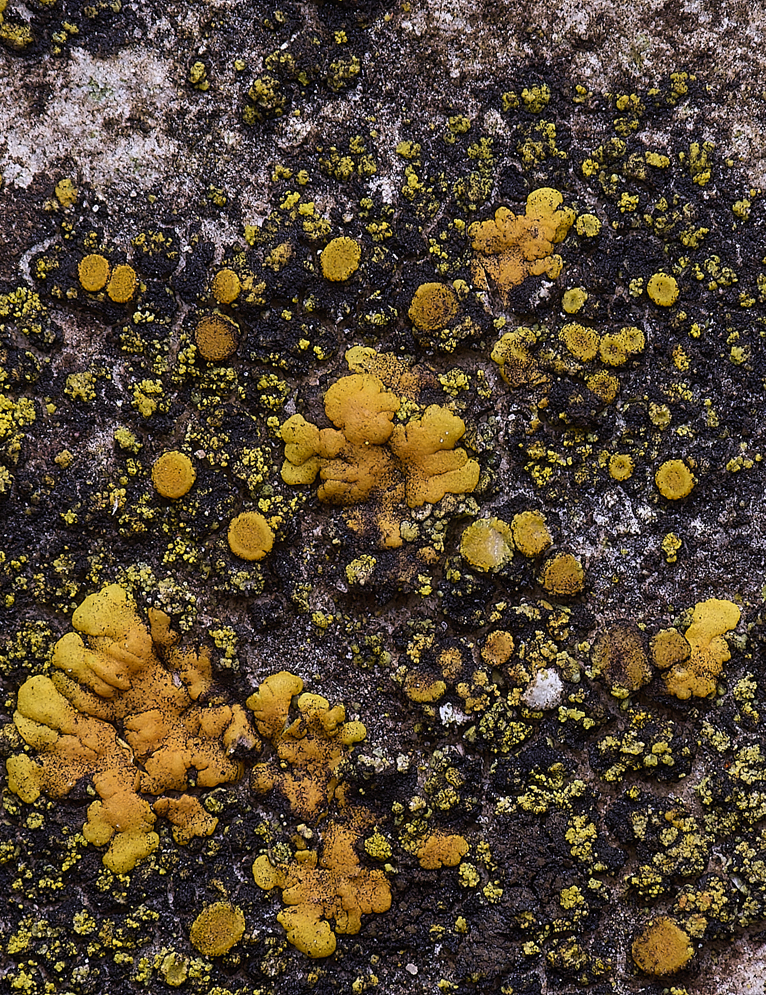 HoughtonCaloplacadichroa080226-2