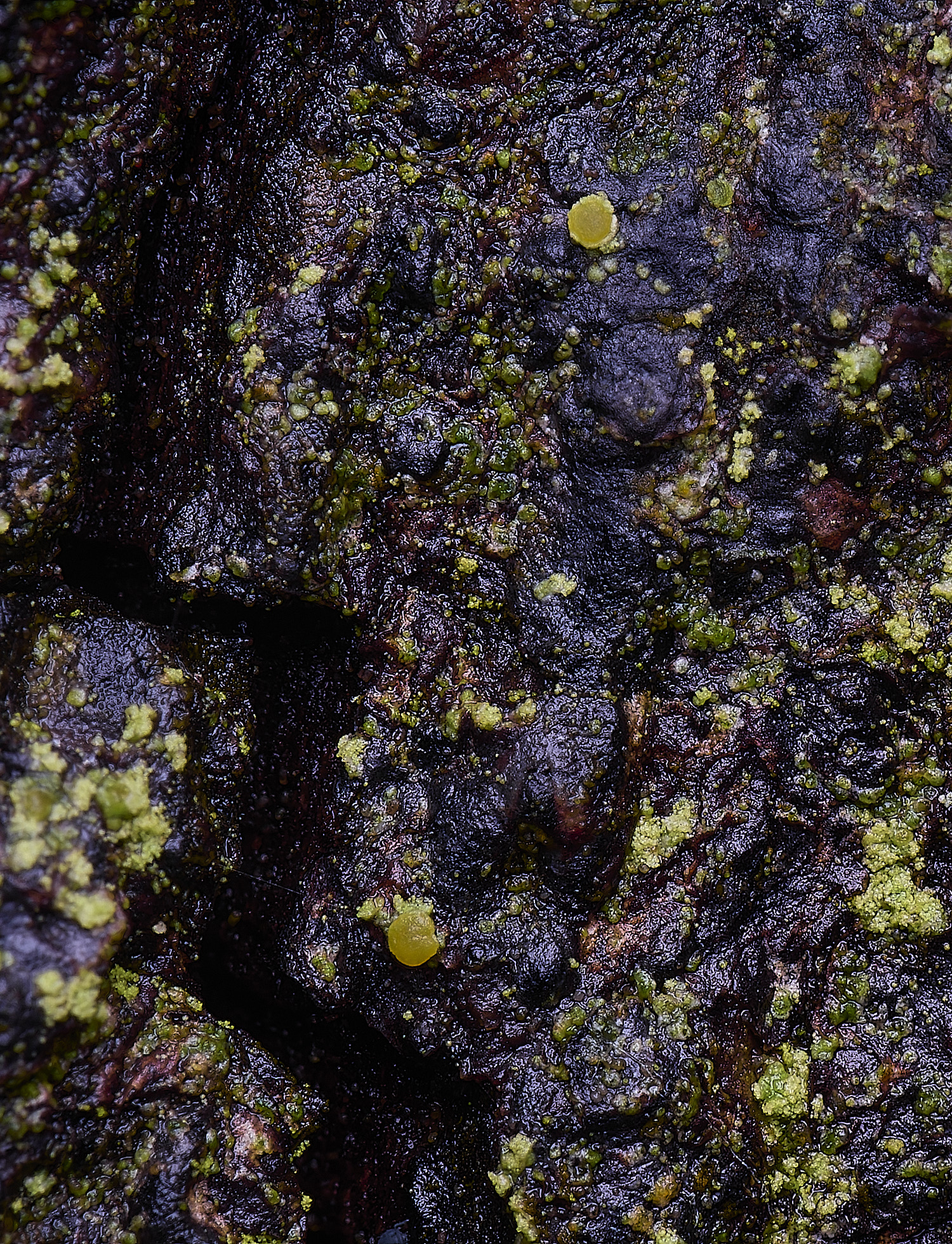 HoughtonCaloplacaScythioriaphlogina080226-1