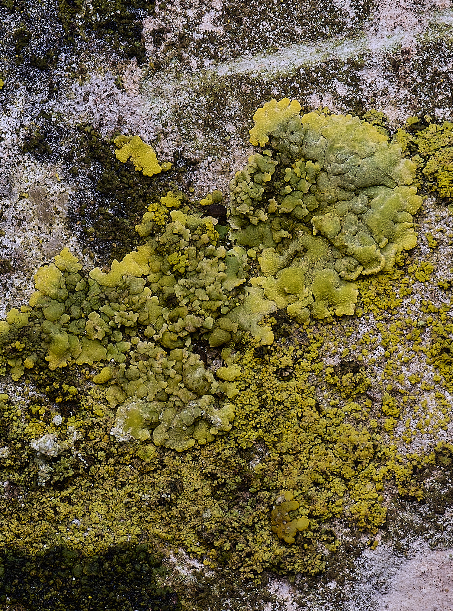 HoughtonCanderlariellamediansd080226-2 1