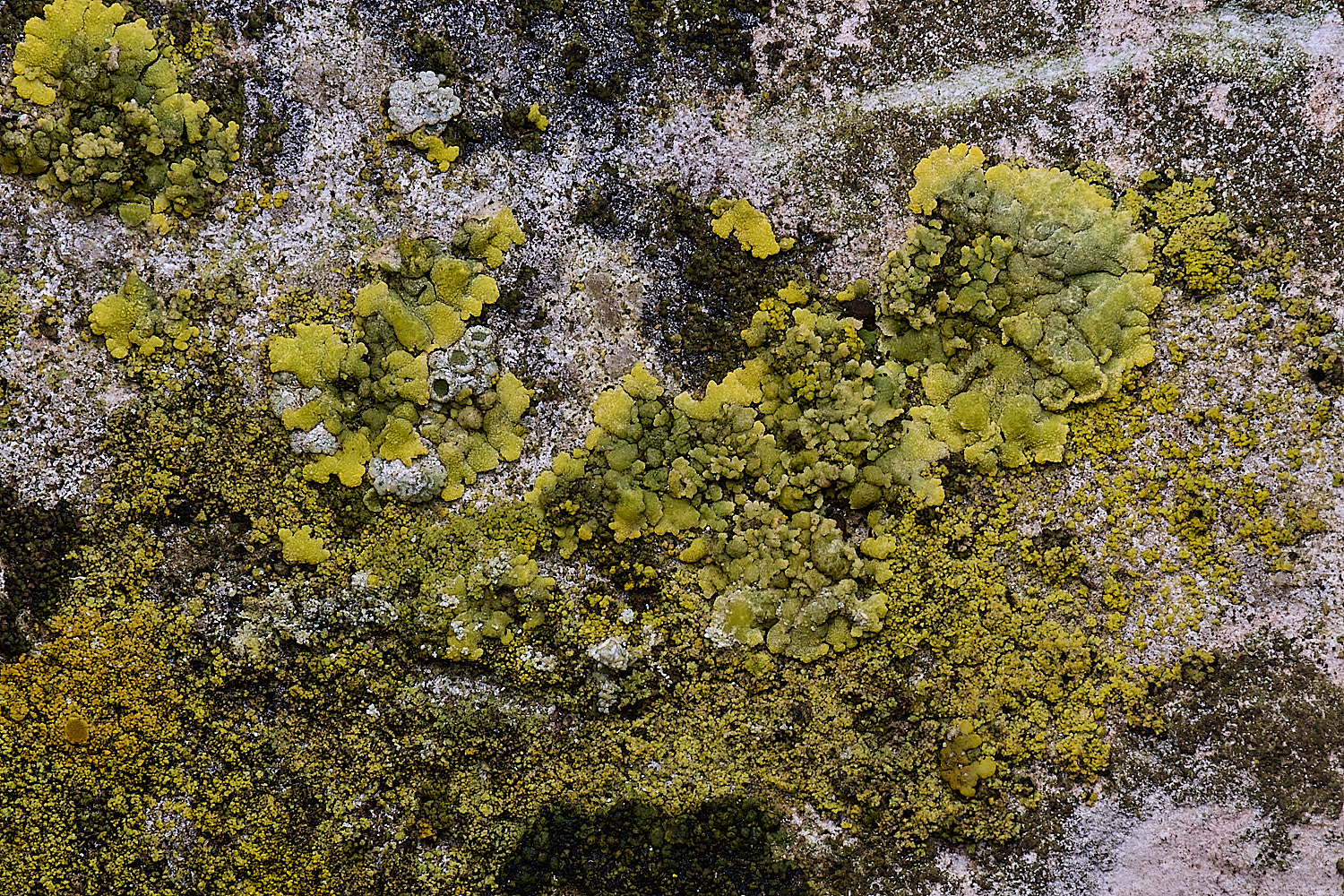 HoughtonCanderlariellamediansd080226-2