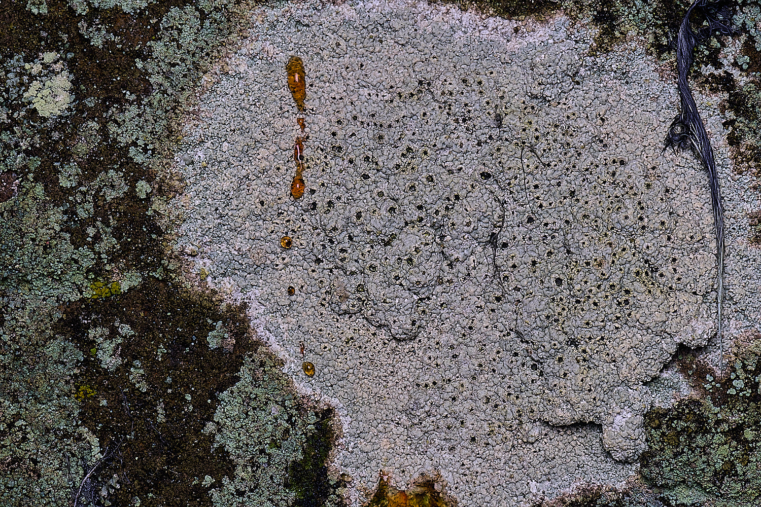 HoughtonDiploschistesscruposus080226-1