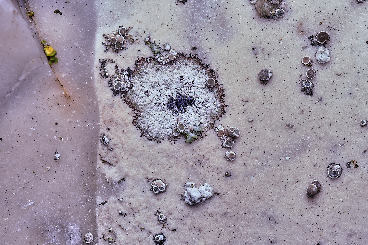 HoughtonDiplotomaalboatrum080226-1