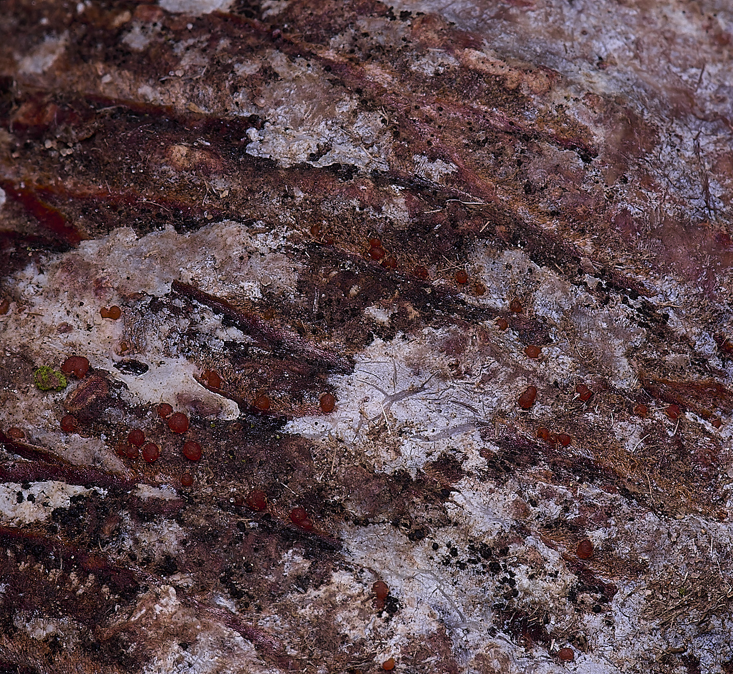 HoughtonFungusCedarCone080226-1