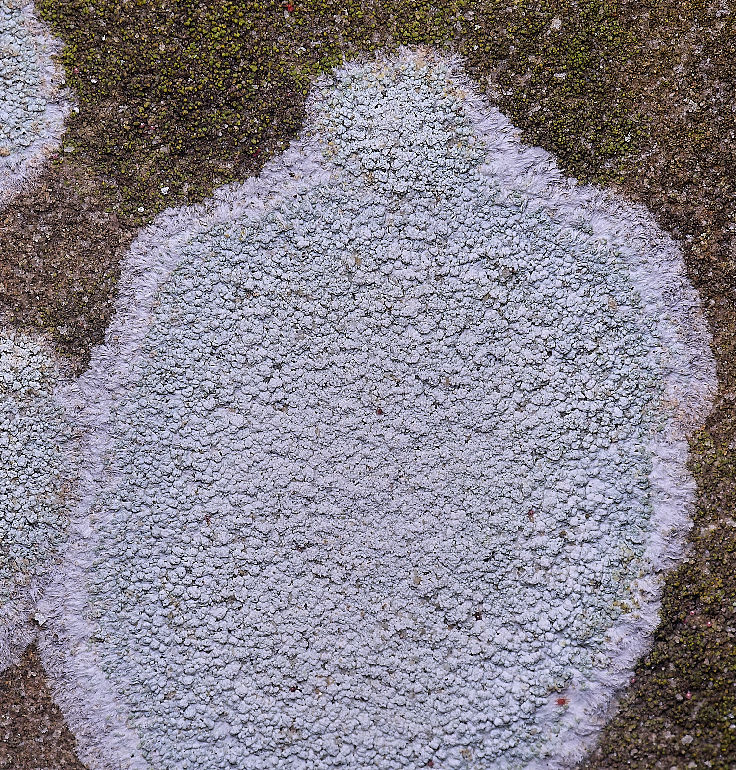 HoughtonHaematommaochroleucum080226-2