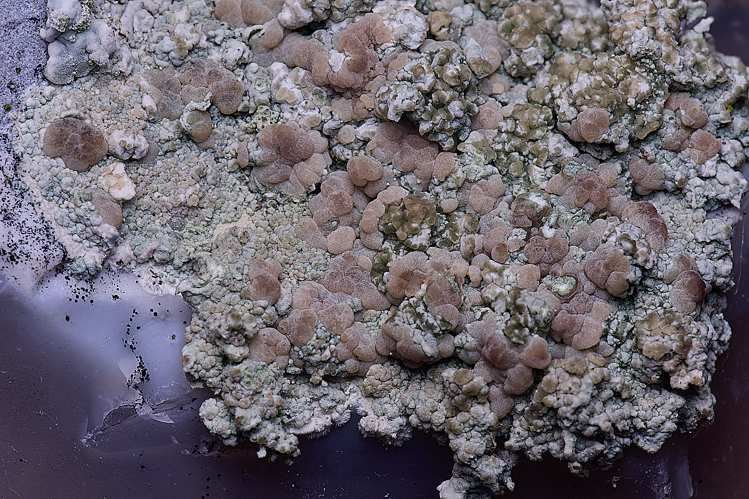 HoughtonLecanoraantiqua080226-1