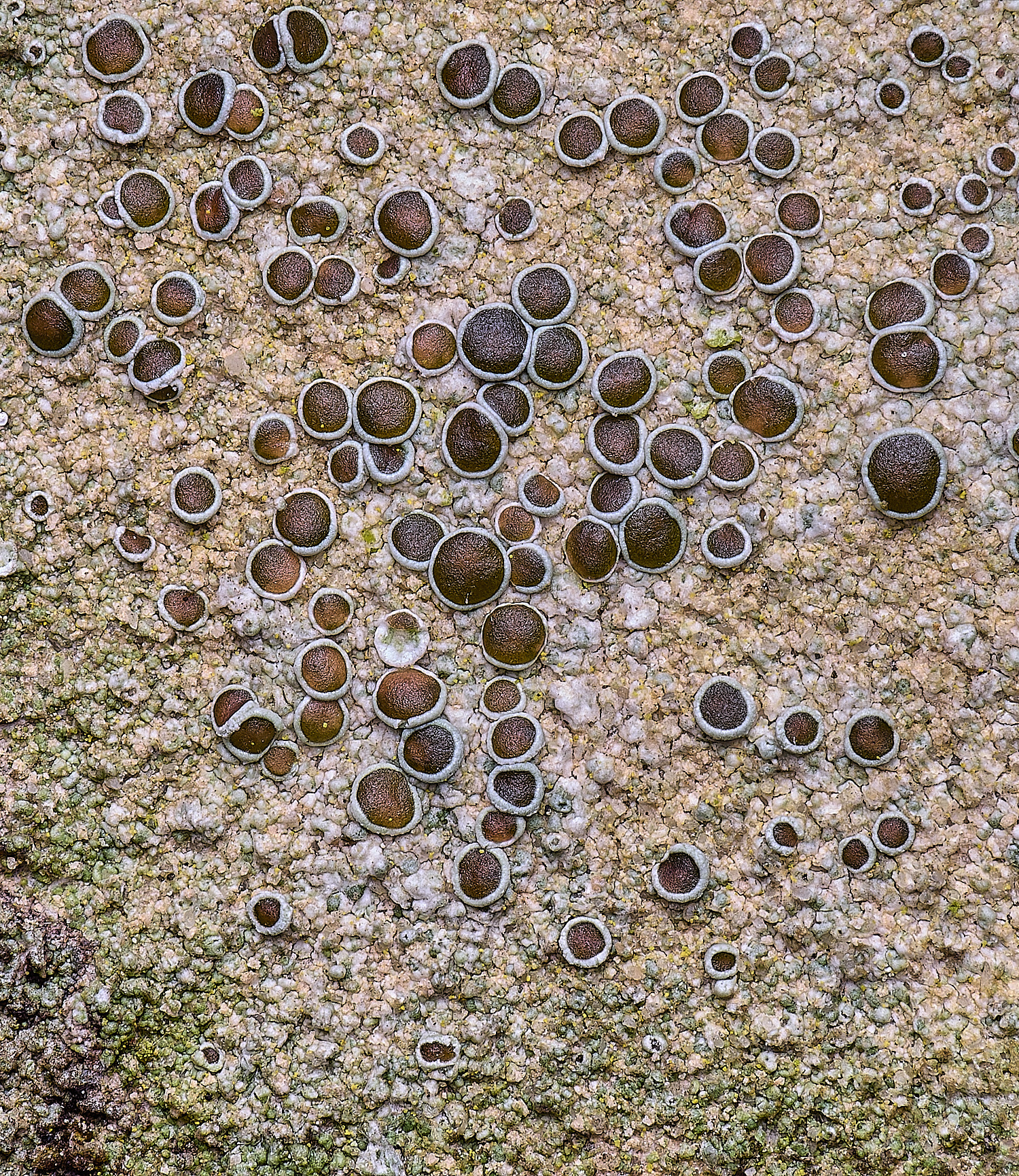 HoughtonLecanoracampestris080226-2