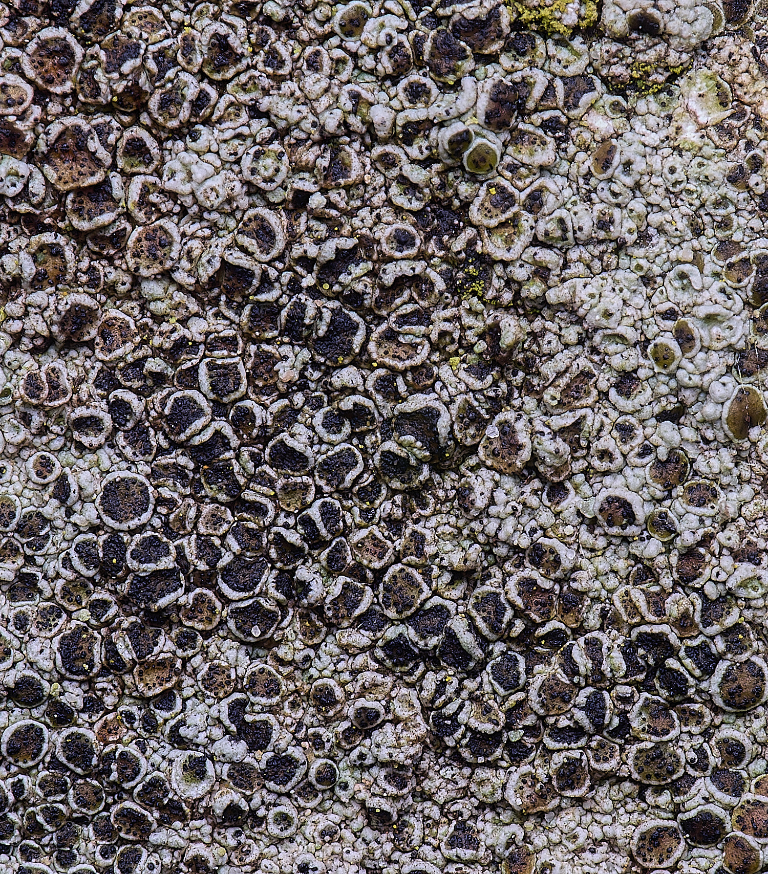 HoughtonLecanoracampestris2080226-1