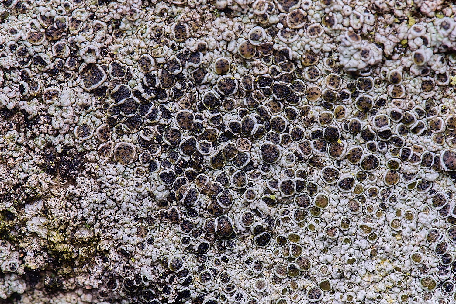 HoughtonLecanoracampestris2080226-3