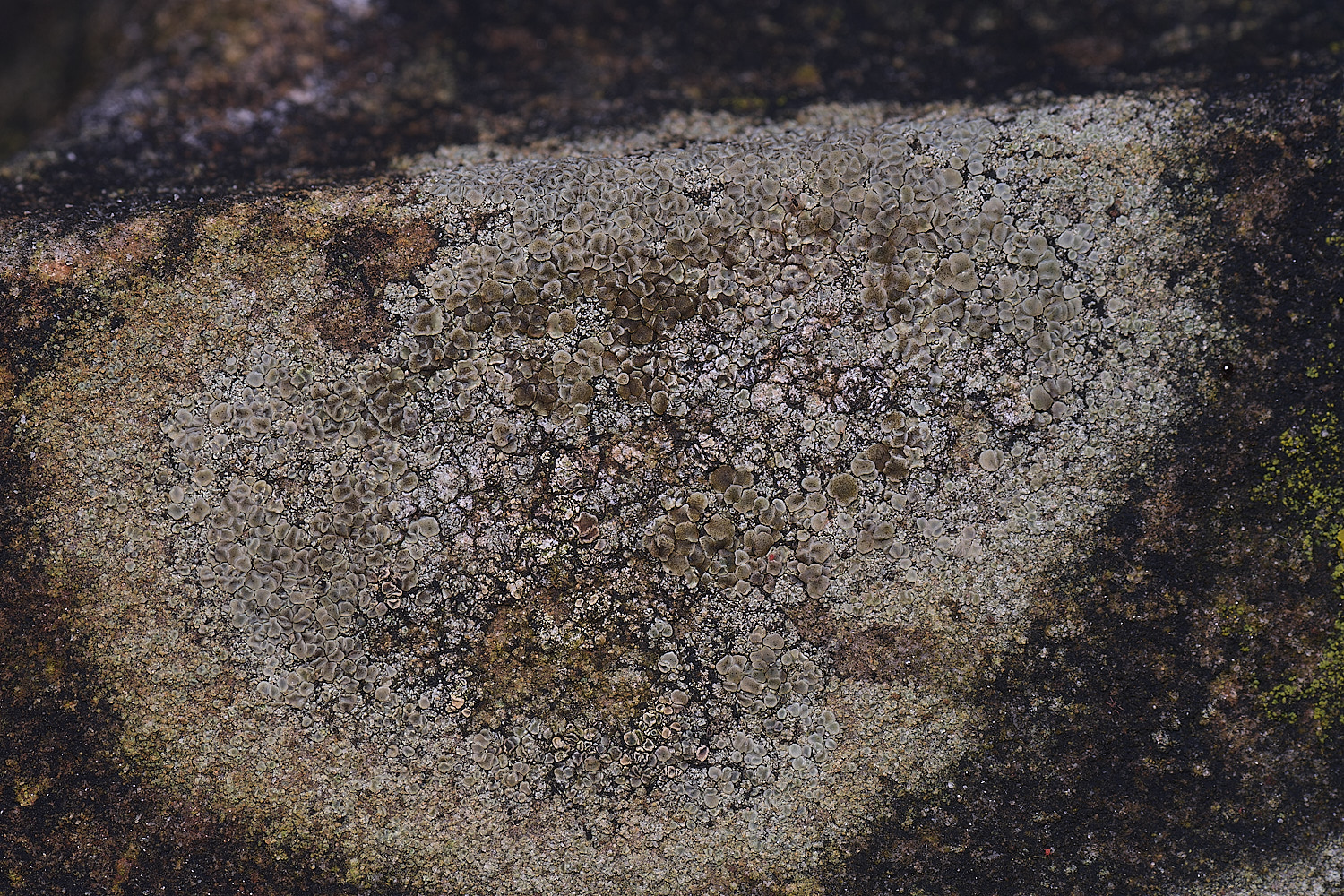 HoughtonLecanorapolytropa080226-1