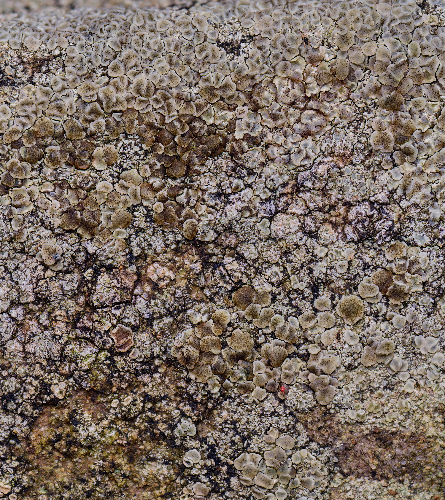 HoughtonLecanorapolytropa080226-3