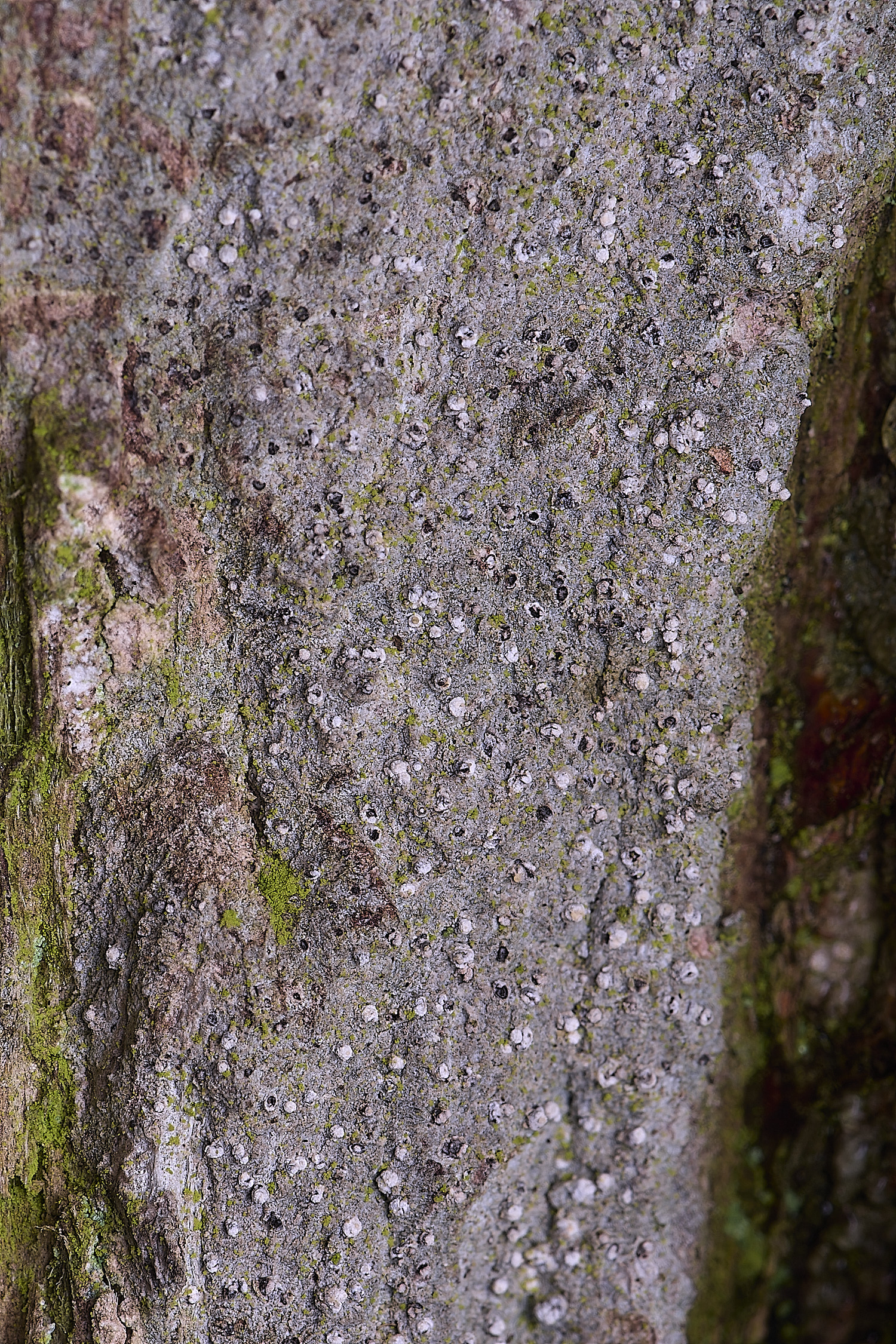 HoughtonLeconactisabietina080226-2