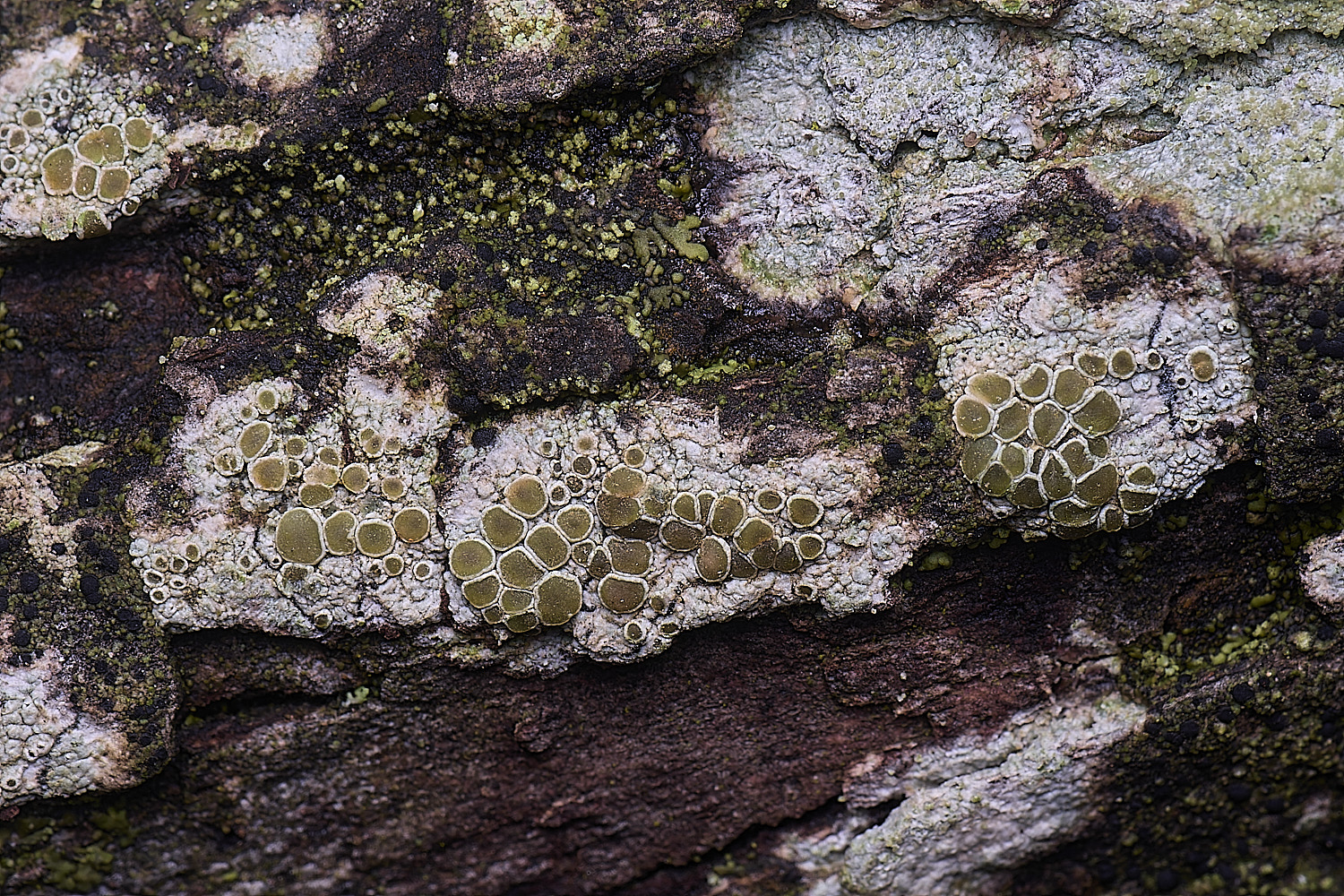 HoughtonLichenSp080226-1