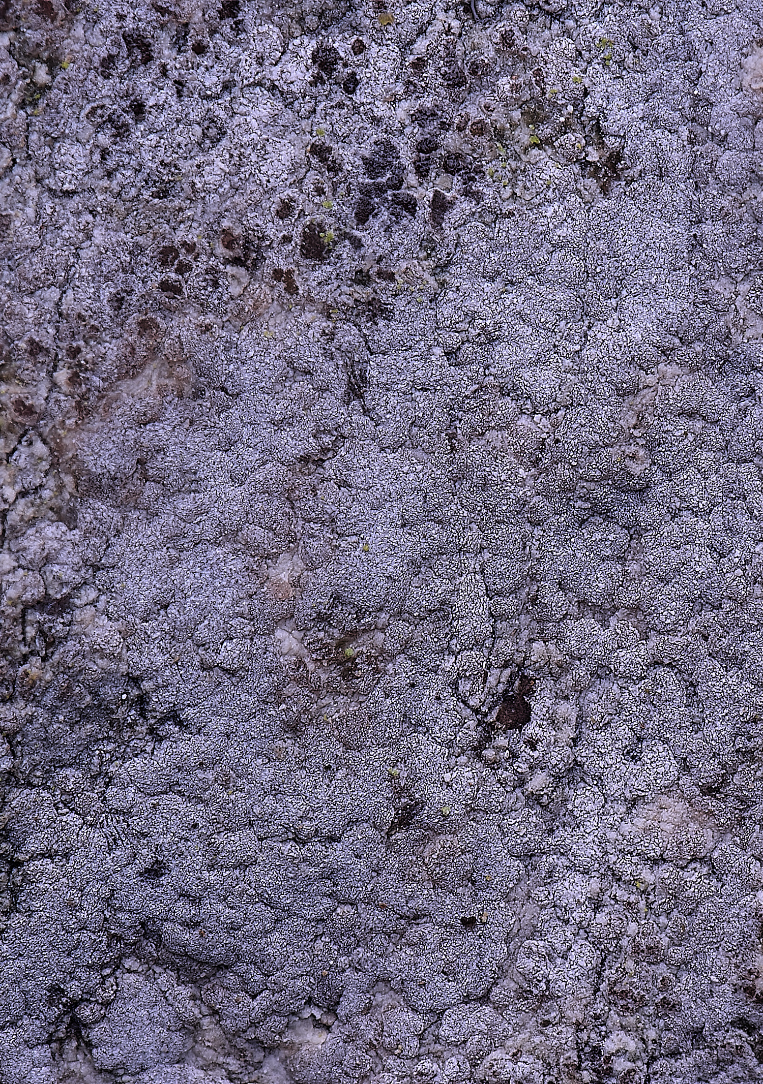 HoughtonPachnolepiapruinata080226-1 1