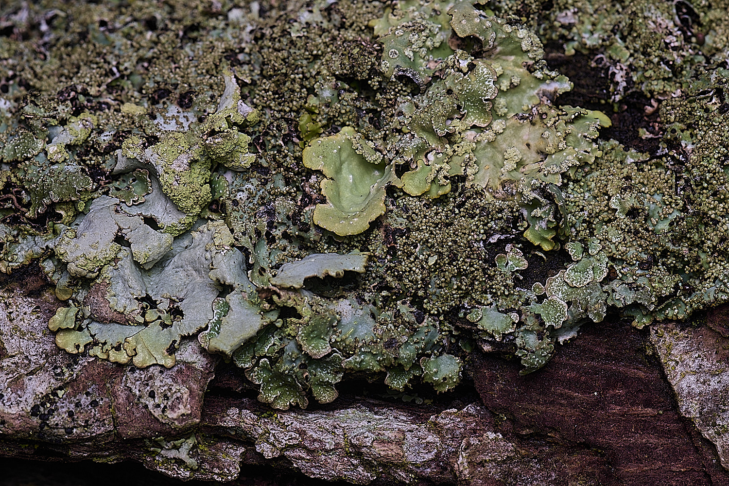 HoughtonParmeliasaxatilis080226-1