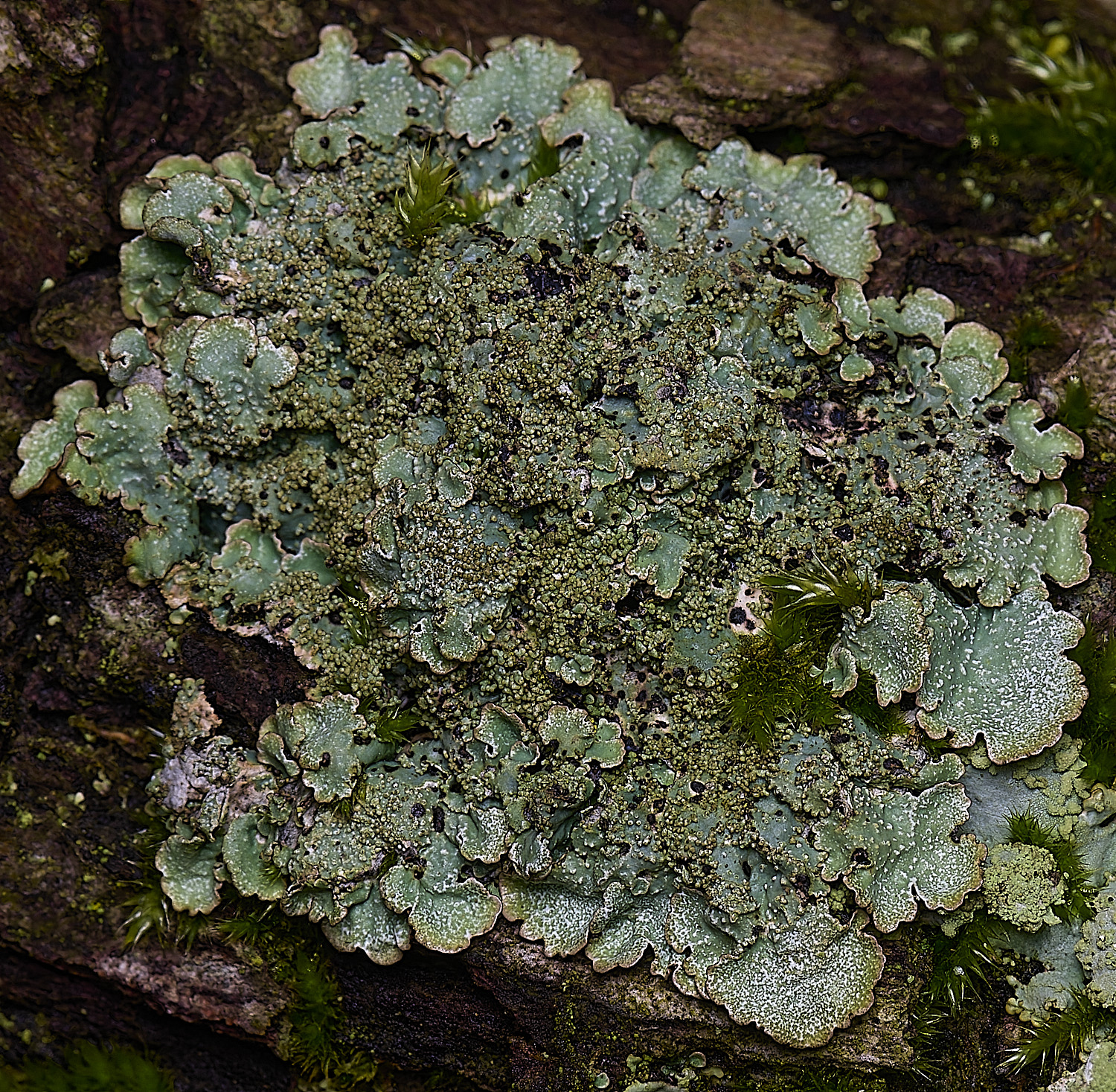 HoughtonParmeliasaxatilis080226-3