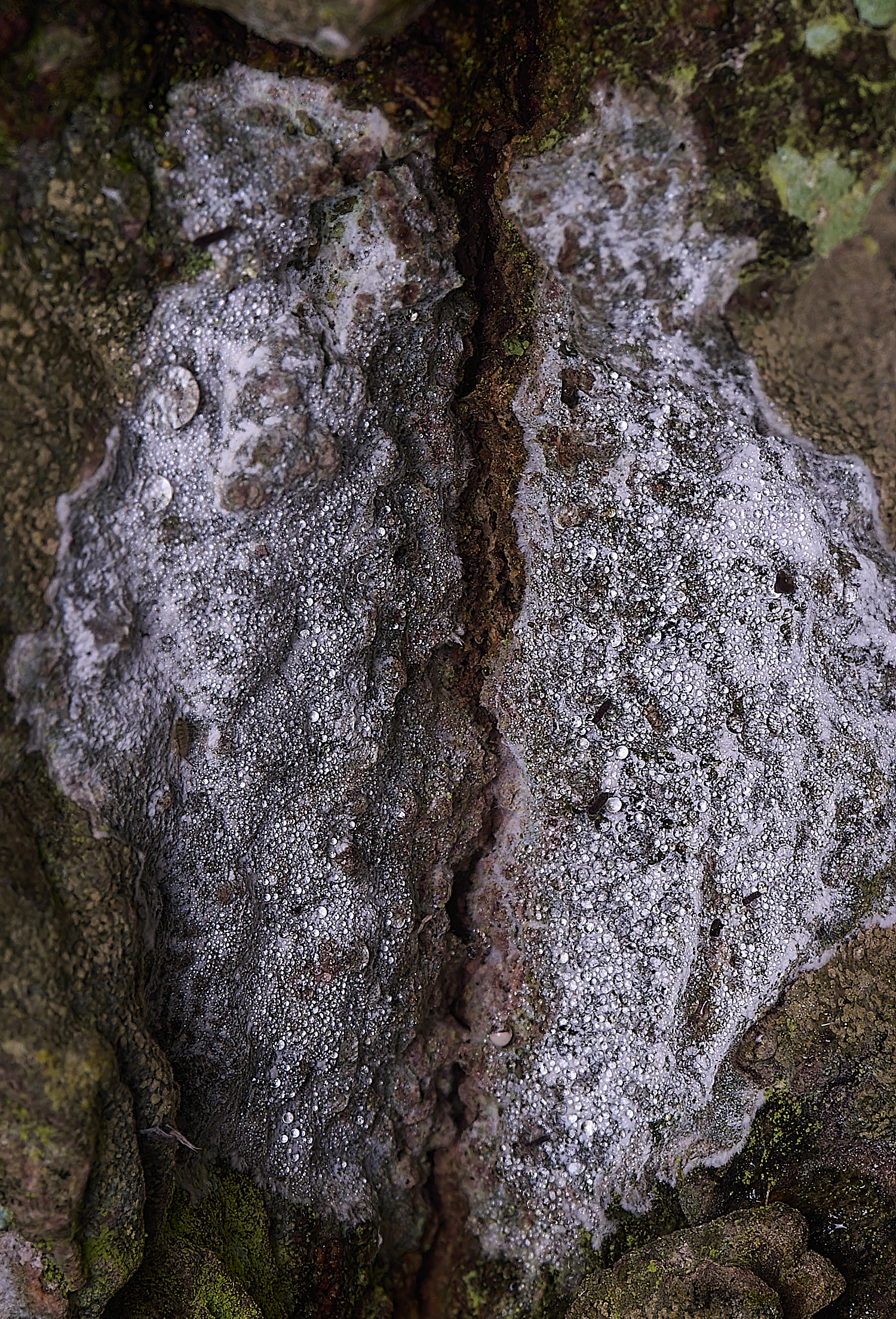 HoughtonSporodophoroncretaceum080226-1