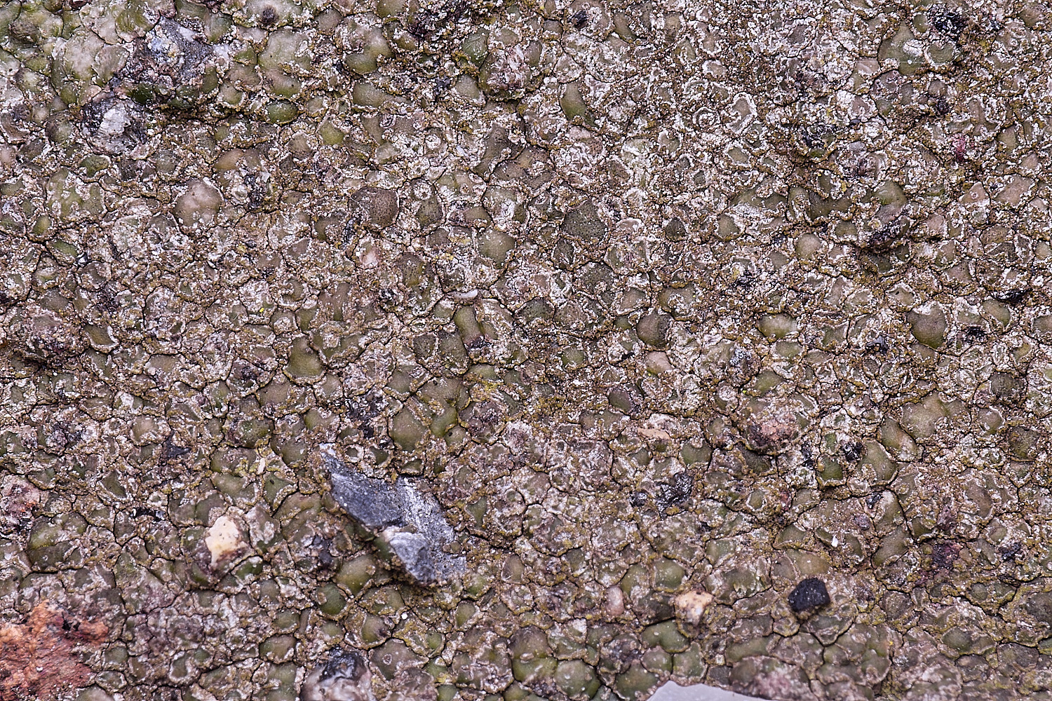 HoughtonVeruucariamacrostomaform furfuracea080226-1