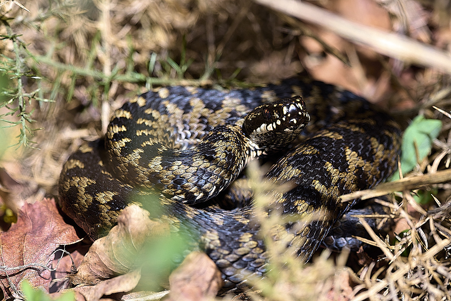 KellingHeathAdder110326-1