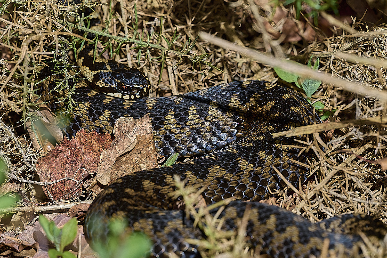 KellingHeathAdder110326-11