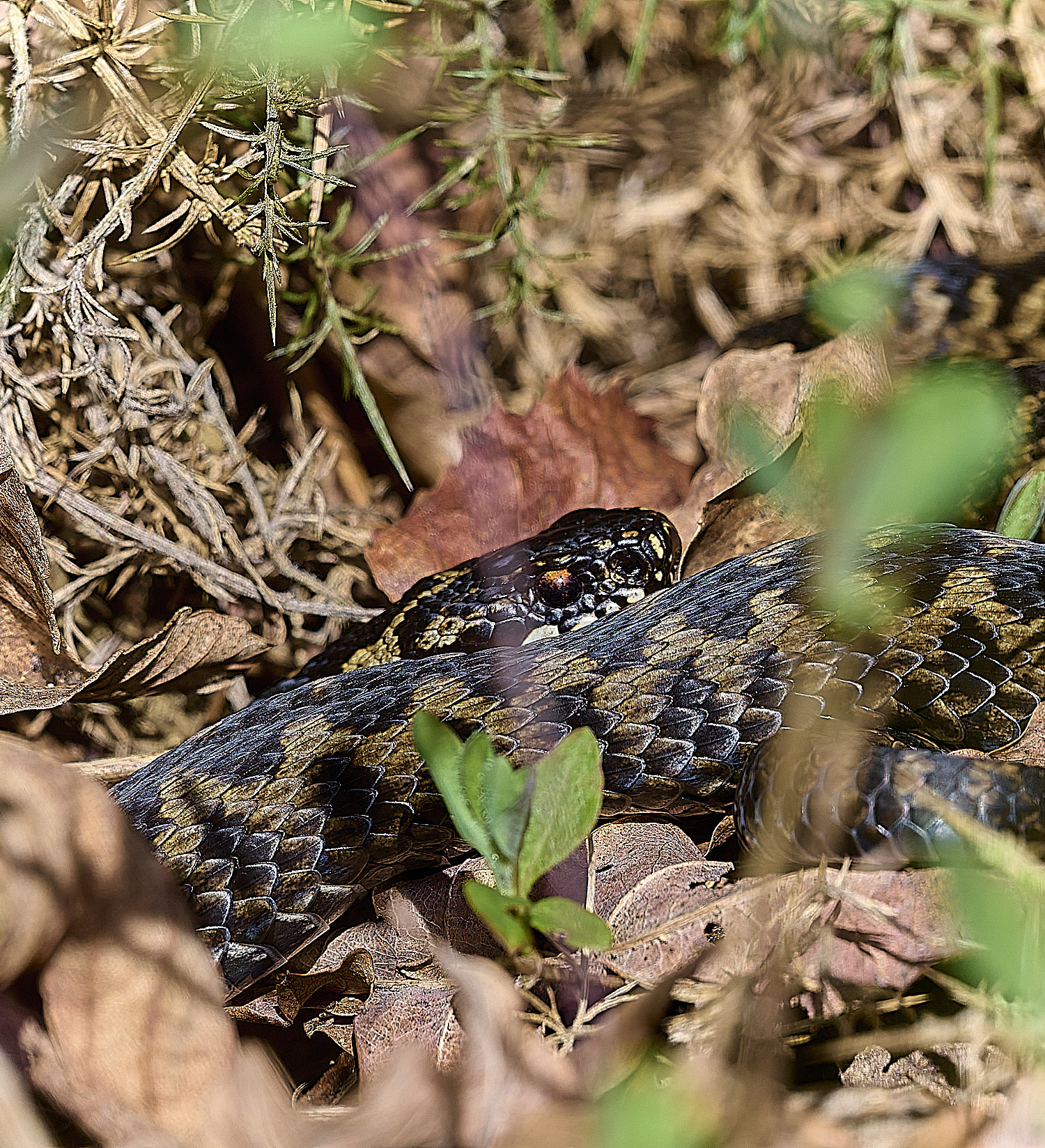 KellingHeathAdder110326-12