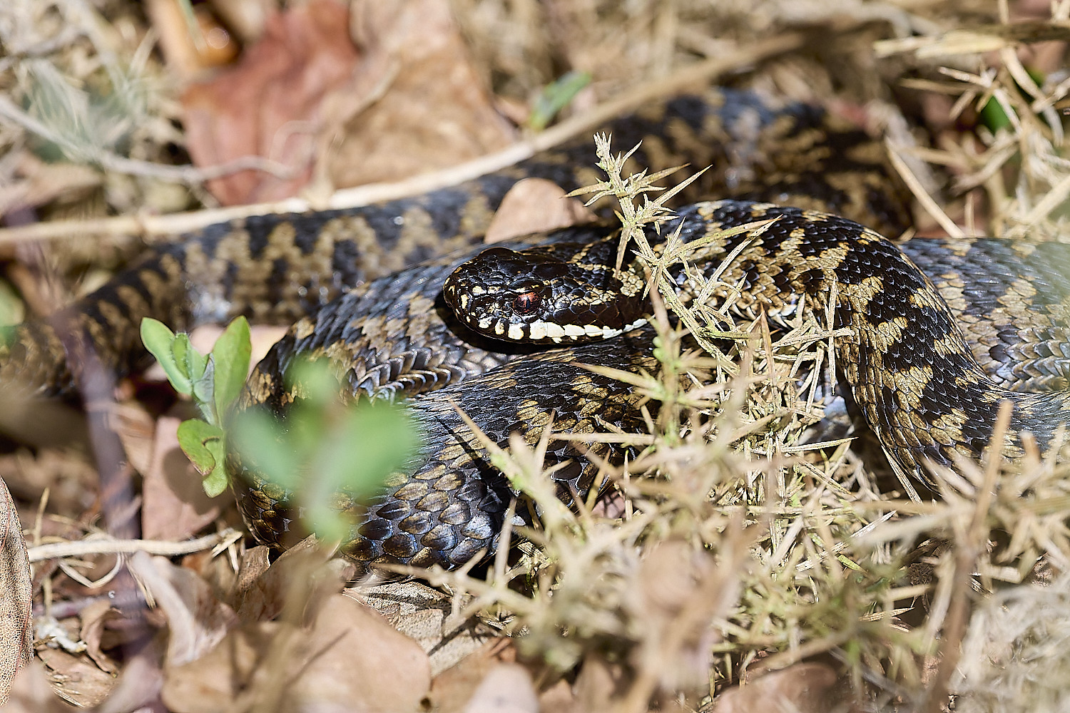 KellingHeathAdder110326-2